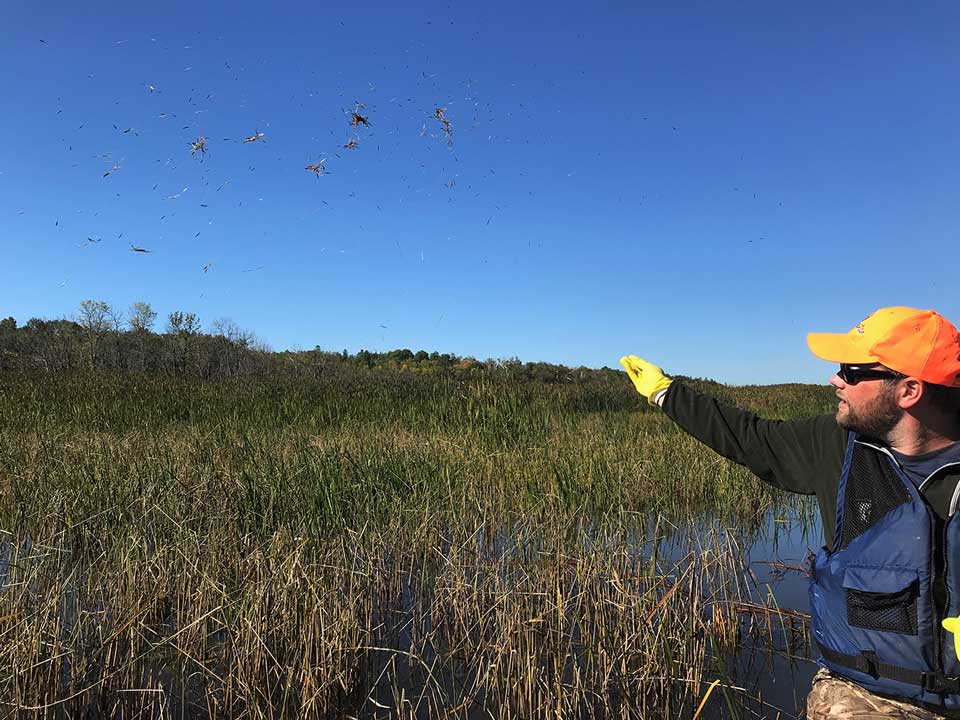 Conservation volunteers seeding wild rice in Wisconsin's Lake Superior Basin