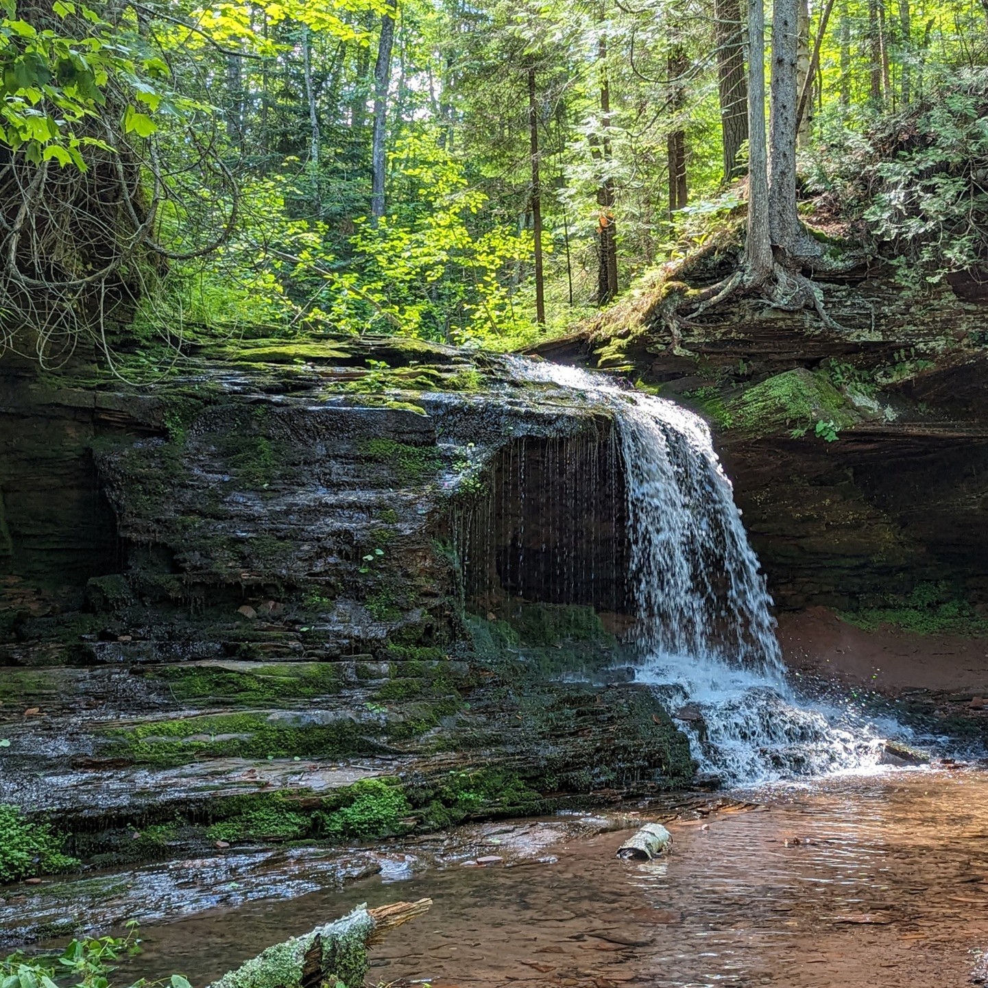 Lost Creek Falls cascading over layered red sandstone ledges into a mossy pool surrounded by old-growth forest. Photo by Lindley Mattson.
