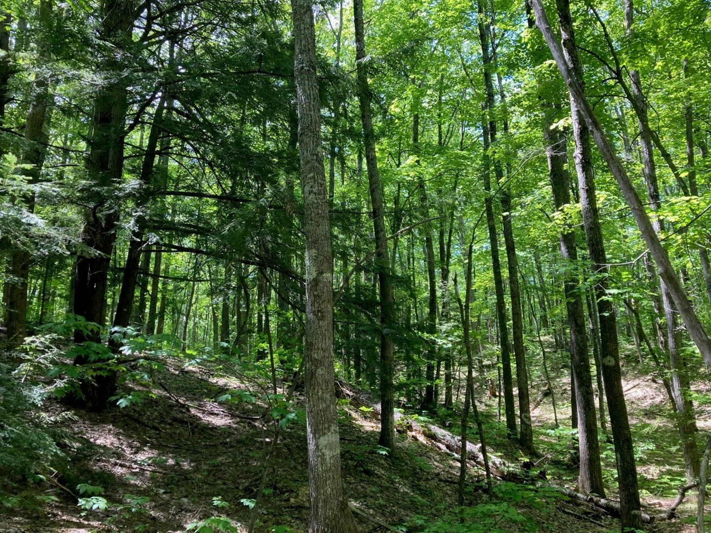 Lush mature hardwood forest interior at Fire Hill Preserve in Bayfield County, with dappled sunlight filtering through oak and maple canopy