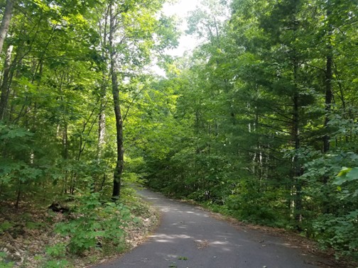 Entrance road winding through green forest at Fire Hill Preserve in Bayfield County. Photo by Erika Lang.