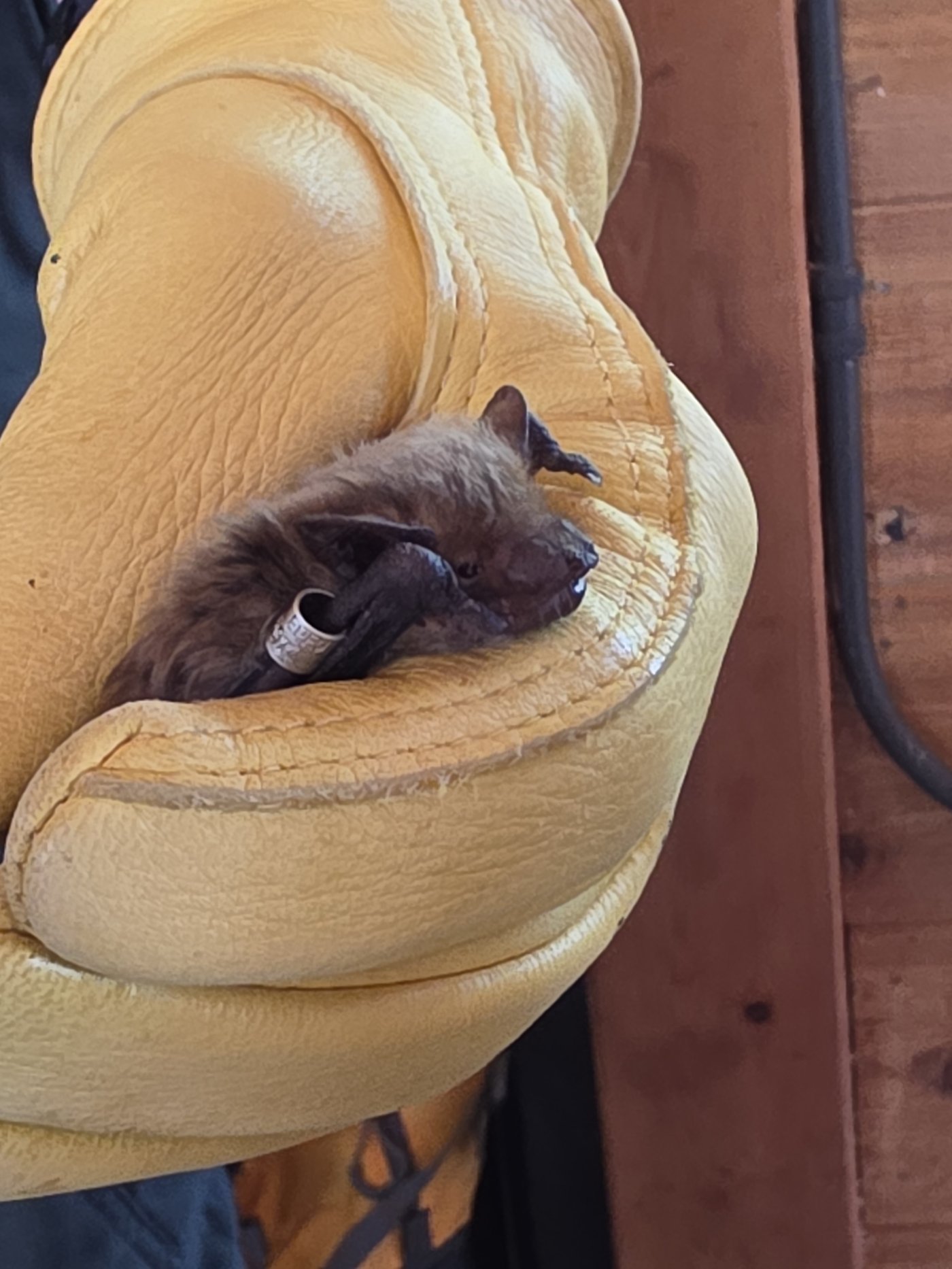 Echo, a big brown bat, held in a gloved hand during a presentation on regional bat populations