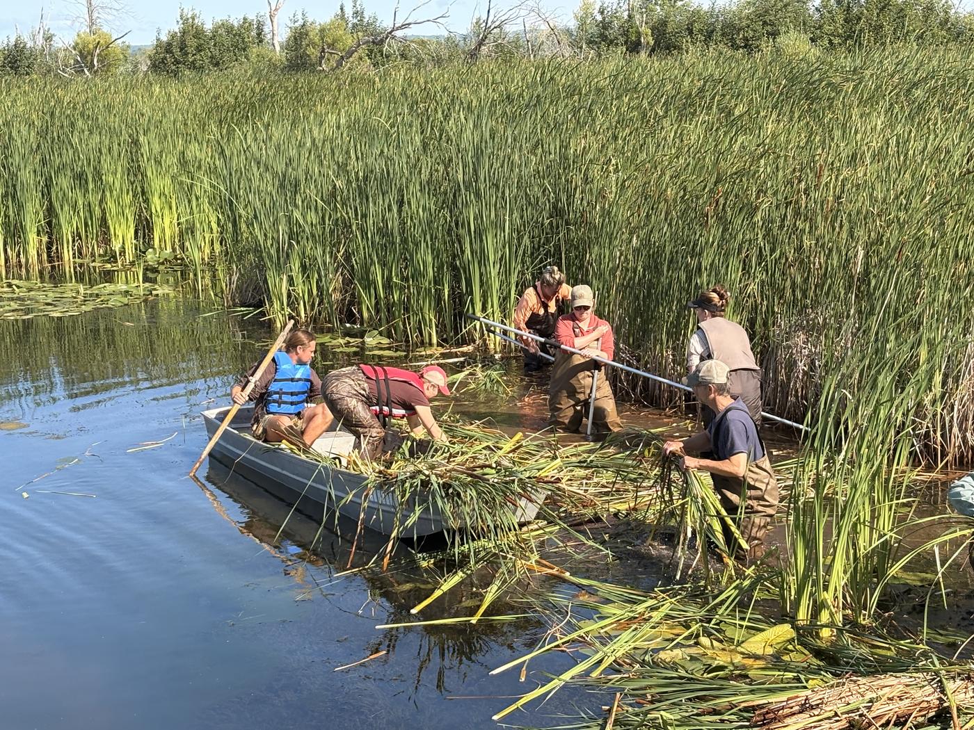 Participants removing non-local cattails by boat at the Fish Creek sloughs