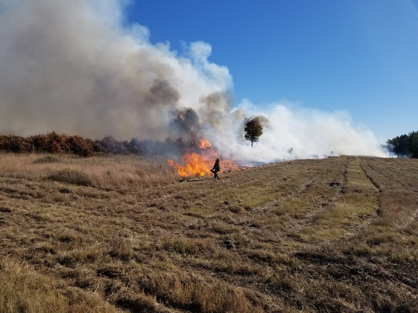 Prescribed fire burning through the barrens of northwestern Wisconsin