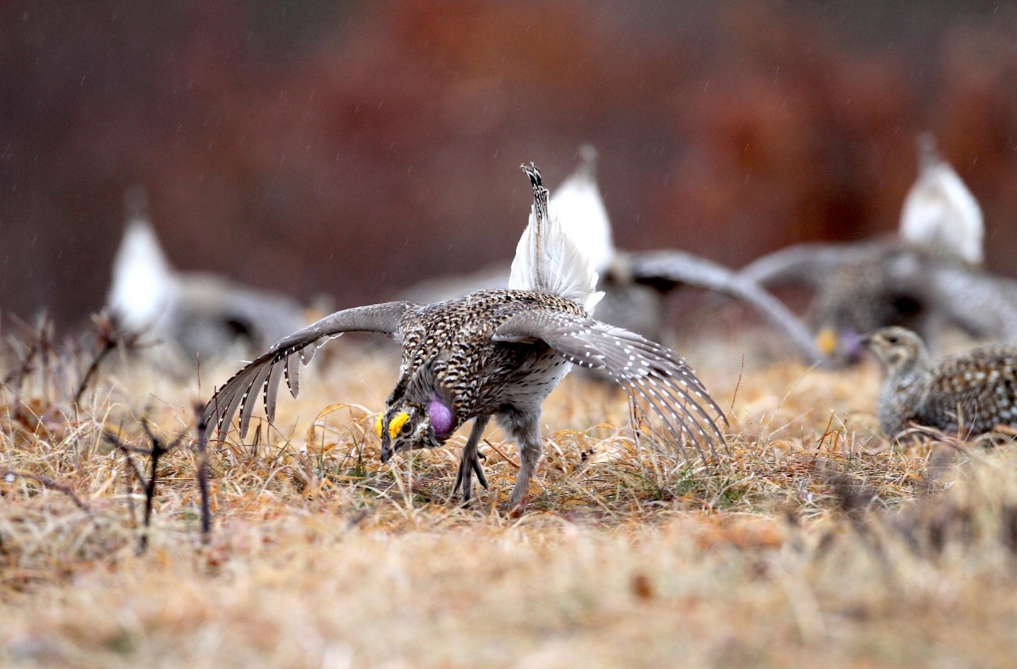 Sharp-tailed grouse performing a courtship display on the barrens, wings spread and purple air sacs visible