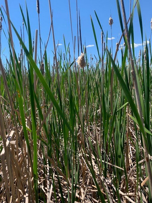 What 30 percent cattail cover looks like in the field