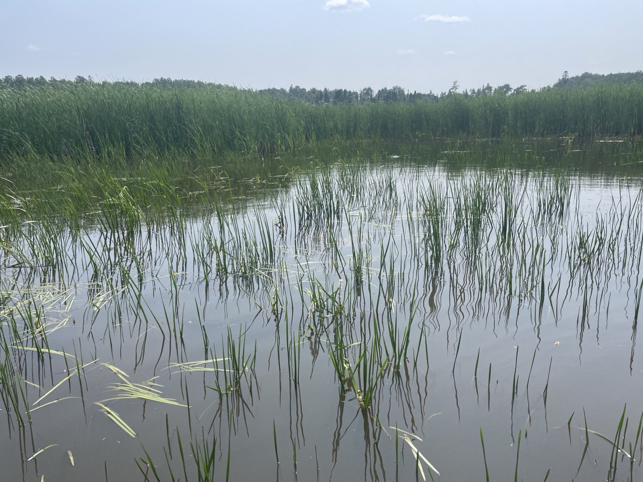 A hemi-marsh within a constructed pothole with cattail monoculture in the background at Allouez Bay