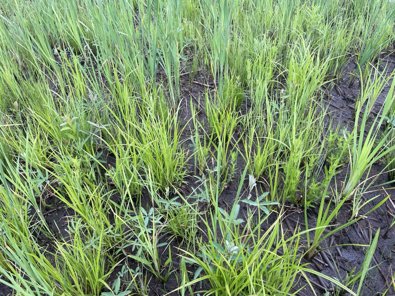 A successful restoration plot at Allouez Bay with good recovery of native species and some cattails