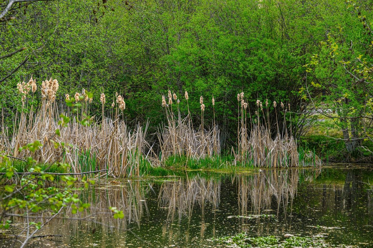 Cattail bed with seeds ready to disperse in the wind