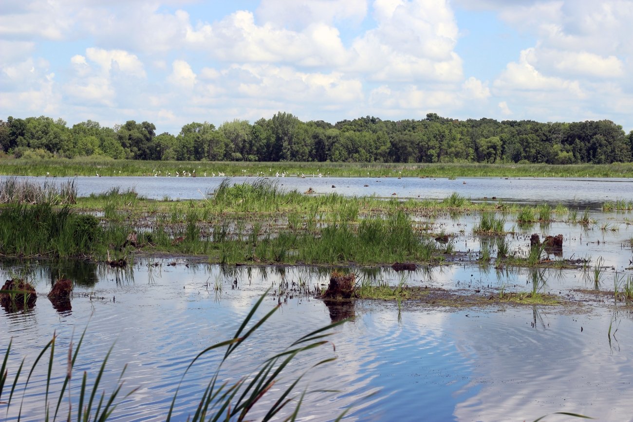 A hemi-marsh at Horicon Marsh, roughly half water and half emergent vegetation