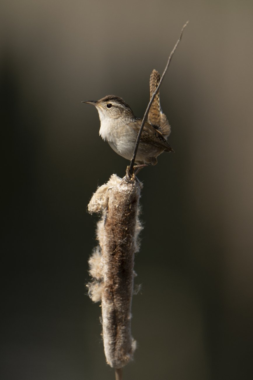 A marsh wren perched among wetland vegetation