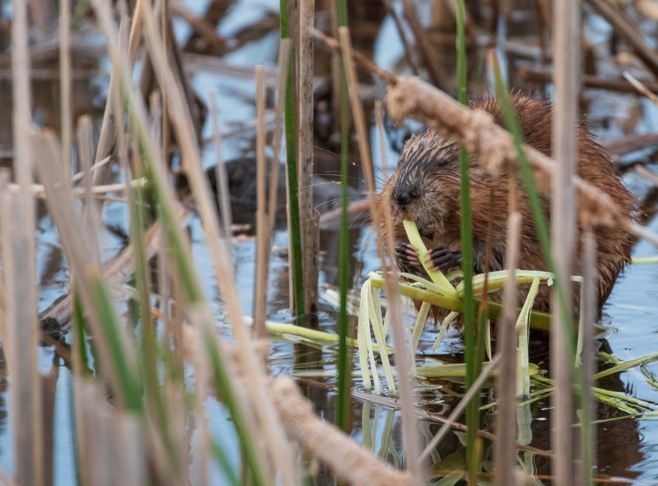 Muskrat eating cattails in wetland shallows