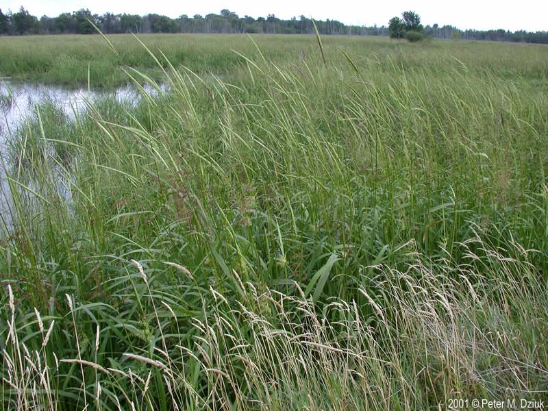Wild rice, Zizania palustris